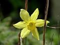 Nonesuch Daffodil